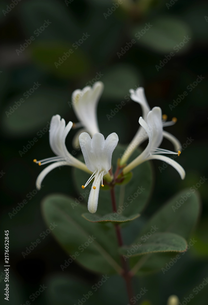 Fototapeta premium Botanical beauty and nature conservation, white honeysuckle flower blooming in a garden with soft natural light and blurred green foliage background