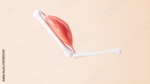 Muscle tissue of the human arm, 3d rendering.
