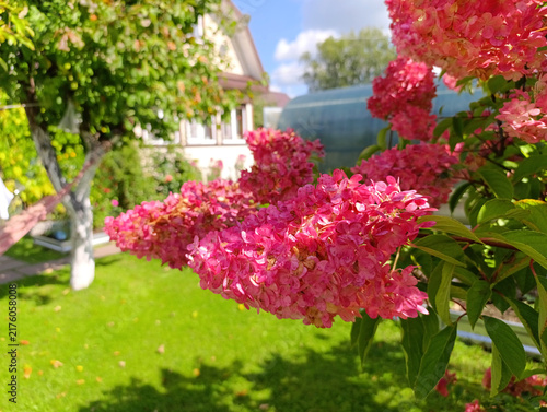 A deep pink panicle hydrangea blooms in a garden plot on a sunny day. A country house, a greenhouse, and a blue sky are in the background