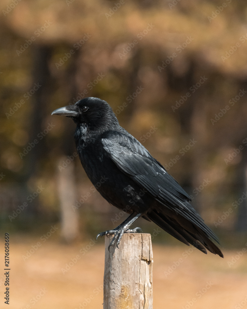 Obraz premium Black crow perched on wooden fence