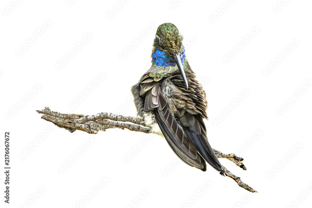 Fototapeta premium Blue-throated Hummingbird (Lampornis clemenciae) Photo, Perched and Preening, Showing His Colors, Over a Transparent, Isolated PNG Background