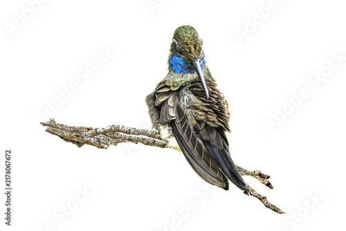 Blue-throated Hummingbird (Lampornis clemenciae) Photo, Perched and Preening, Showing His Colors, Over a Transparent, Isolated PNG Background