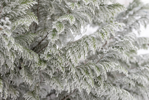 Close-up of thuja branches covered with frost in winter daylight