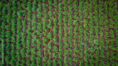 Aerial view of lush green sugar cane fields planted in neat rows across the agricultural landscape of Riviere du Rempart, Riviere du Rempart, Mauritius.