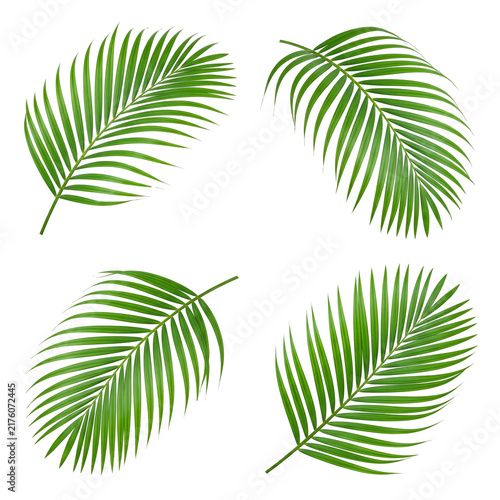 Four Green Palm Fronds Isolated