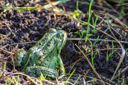 Canvastavla Green frog resting camouflaged among lush grass blades in natural wetland habitat