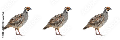 Grey Partridge Bird Standing Set Isolated on White Background