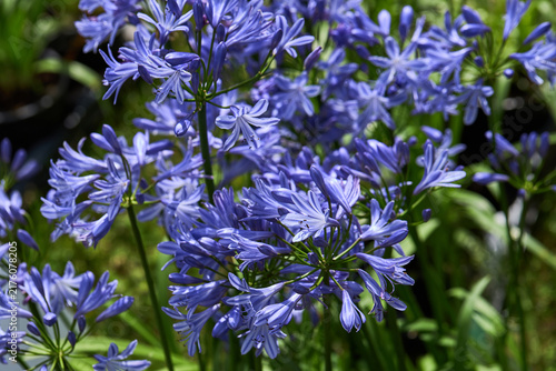 Blue African Lily ‘Charlotte’ Flowers Blooming in Summer Garden