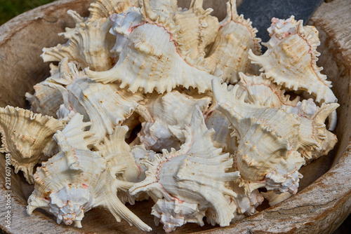 Natural Off-White Blowing Conch Shell Known as Sacred Shankh