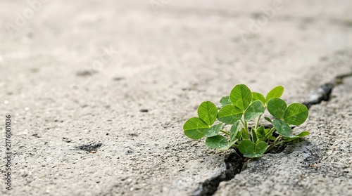 Small green clover plant growing through a crack in a concrete pavement surface