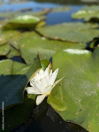 Cuadro en lienzo white water lily