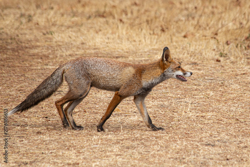 Obraz na płótnie Red Fox Walking - Vulpes Vulpes