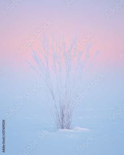 Minimalist Photograph of Frozen Reeds Covered in Thick Hoarfrost Cold Winter Morning.