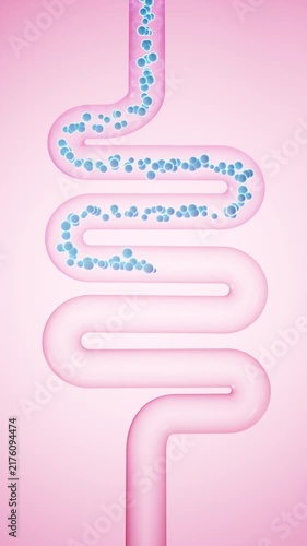 Human intestinal system and probiotics, 3d rendering.
