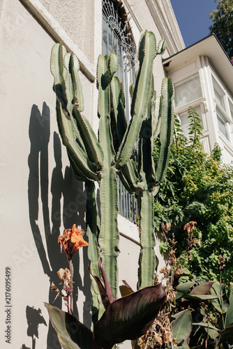 Cactus-Like Succulent and Tropical Garden Against White Mediterranean House, Alacati, Turkiye. Tall succulent plant casting strong shadows on the white facade of a traditional stone house on Aegean.