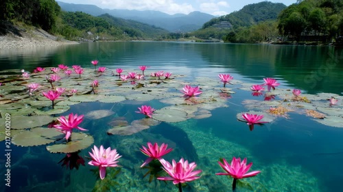 Vibrant Pink Lotus Flowers Bloom across Crystal Mountain Lake Creating Peaceful Botanical Landscape and Scenic Nature Video
