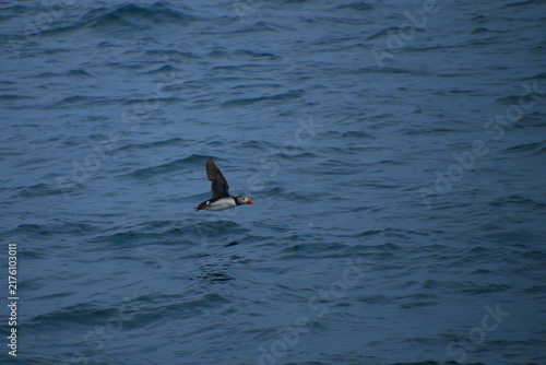Photography Atlantic Puffin flying low over deep blue ocean waves in nature