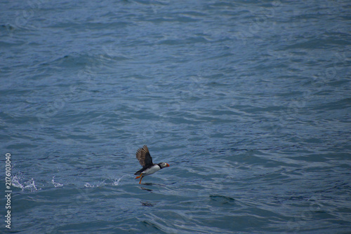Konstfotografi Atlantic puffin taking flight over choppy blue ocean water with splashing feet