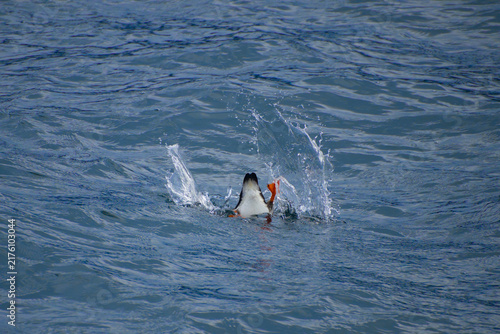 Atlantic Puffin diving headfirst into deep blue ocean water with dynamic splash and tail feathers visible on Norway coast