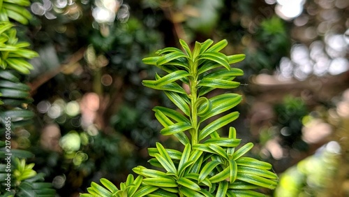 Canvastavla Fresh green yew branch macro closeup with soft blurred bokeh background in sunny