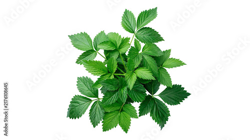 Foto Bunch of fresh green mint herbal leaves plant isolated on transparent background for organic culinary cooling dessert garnish
