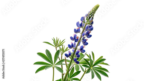 Konstfotografi Beautiful blooming purple lupine flowers wild lupinus isolated on transparent background for summer garden botanical decoration