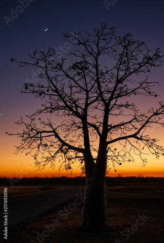 Beautiful Boab tree with moon above it, before sunrise, around Derby, Kimberley Region, Western Australia