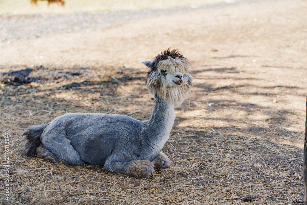 Fototapeta premium Cute Grey Alpaca Resting on Farm Ground
