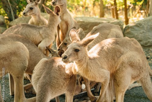 Group of Kangaroos Resting in Sunny Park