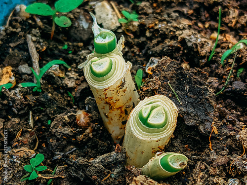 Regrowing Leek Stems in Garden Soil Macro Close Up