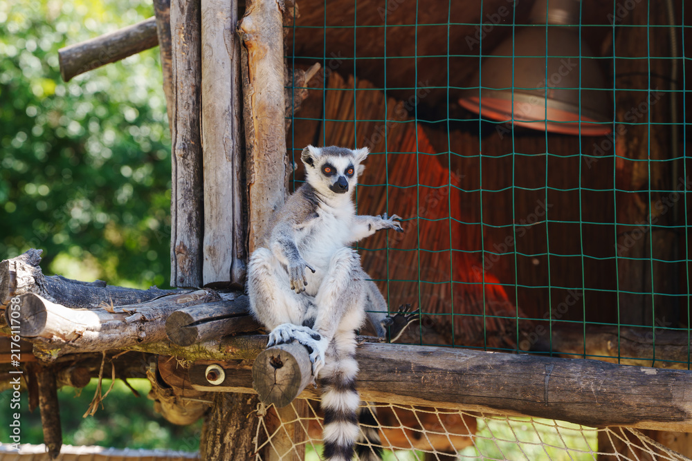 Obraz premium Ring Tailed Lemur Sitting in Wooden Shelter
