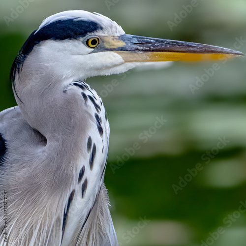Картината върху платно Grey Heron Close-Up Portrait
