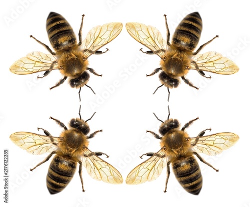 bee or honeybee Latin Apis Mellifera four isolated