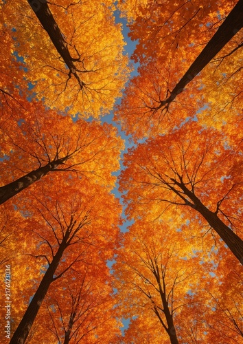 Obraz na płótnie Vibrant autumn trees skyward