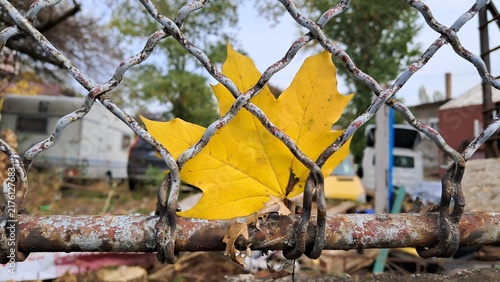 Obraz na plátne Bright yellow autumn maple leaf caught in a rusty chain link wire fence close up