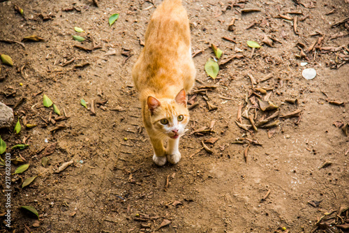 Bastet goddess of ancient Egyptian religion, Egyptian furry Cat, home animal, cute pet selective focus with shallow depth of field. Cairo Egypt.