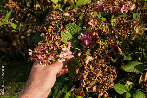 Fotografie Drought damaged hydrangea bloom held in a hand, with scorched petals and wilted foliage showing severe heat and water stress