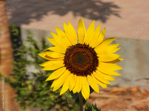 Natura