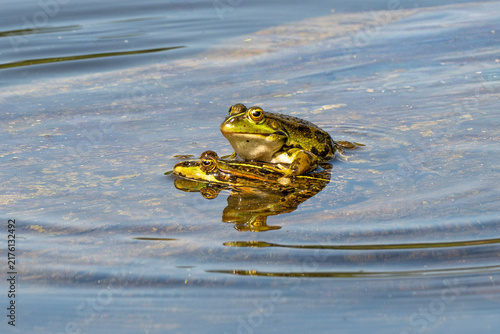 Grenouille verte,