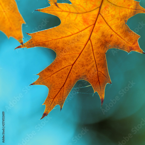 Autumn colorful bright leaves on an oak tree