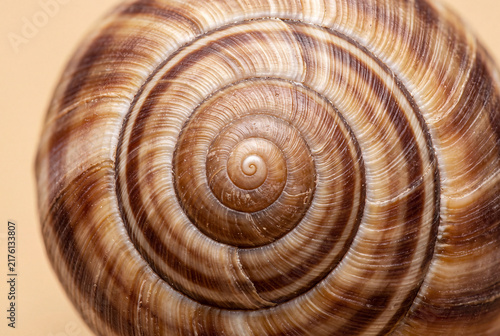 Plakat w ramie Snail shell apex macro with tiny spiral tip on solid warm ivory background