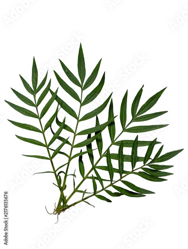 Photography A detailed close up view of fresh green marigold leaves isolated black