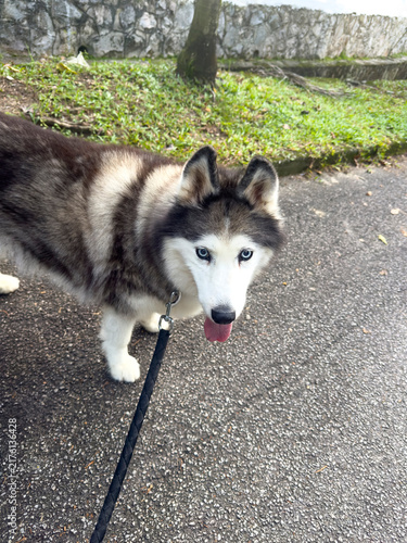 Siberian husky dog with blue eyes on a lease taking a walk