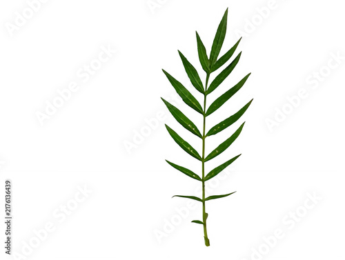 Cuadro en lienzo A single slender green marigold leaf isolated against a deep black background