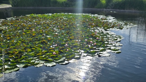Fotografía water lilies in the pond