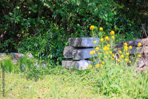 Fotografía Greater Celandine Wildflowers Moving in a Gentle Breeze