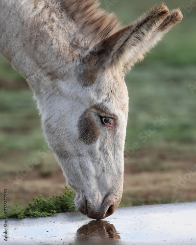 Beautiful Wild Burro Reflection in Still Water Mirror Image Taking a Drink 