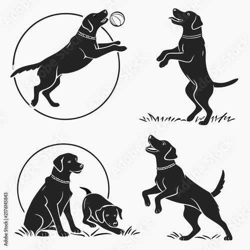 Set of black labrador dog silhouettes in various playful poses and active stances on white background with playing ball different dynamic poses