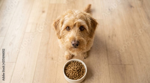 Adorable fluffy dog sitting on wooden floor looking up with big brown eyes waiting patiently beside a ceramic bowl filled with crunchy brown kibble