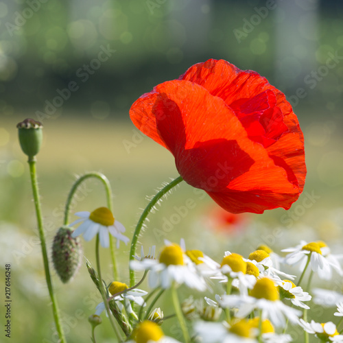 Single red poppy flower isolated on green.